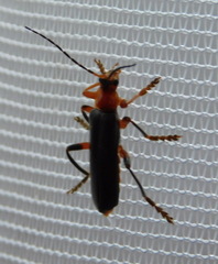 Cantharis livida
