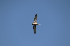 Pelecanus philippensis