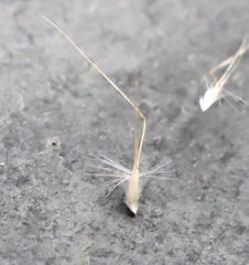 Rytidosperma setaceum