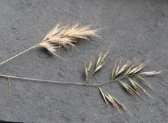 Rytidosperma setaceum