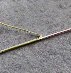 Rytidosperma setaceum