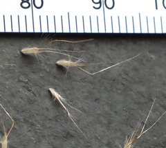 Rytidosperma setaceum