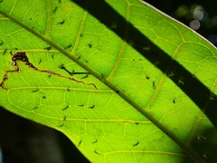 Illinoia liriodendri