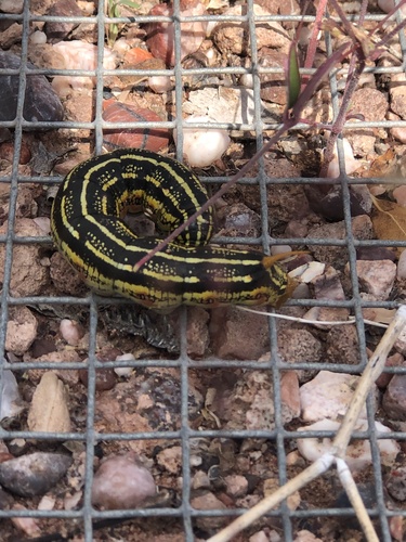 White-lined Sphinx