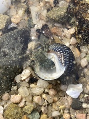 Pagurus novizealandiae