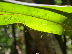 Illinoia liriodendri