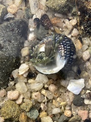 Pagurus novizealandiae