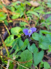 Viola sororia