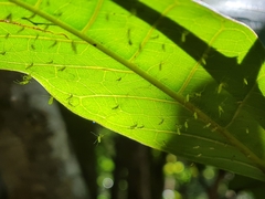 Illinoia liriodendri