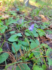 Viola sororia