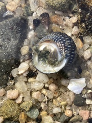 Pagurus novizealandiae