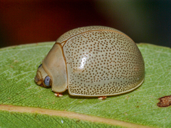 Paropsisterna crocata
