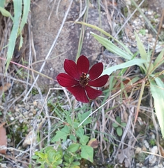 Cosmos atrosanguineus