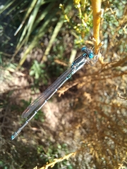 Austrolestes colensonis