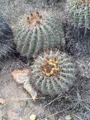 Ferocactus viridescens