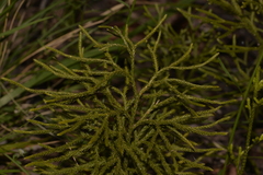Lycopodium deuterodensum