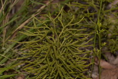 Lycopodium deuterodensum
