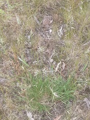 Rytidosperma setaceum