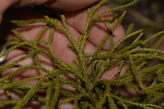 Lycopodium deuterodensum