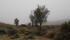 Psoralea arborescens