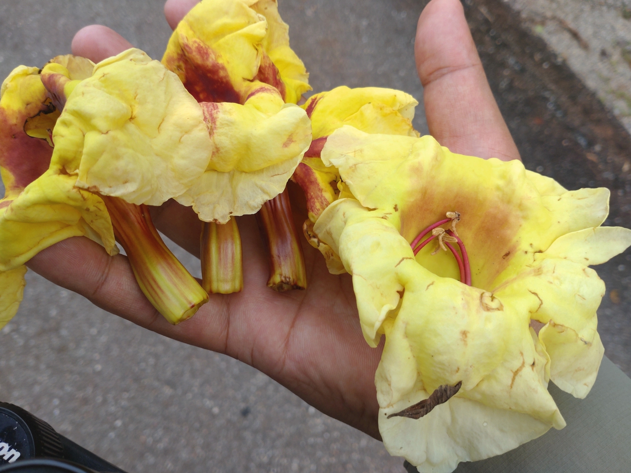 Markhamia stipulata