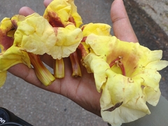 Markhamia stipulata