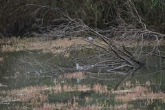 Geopelia placida placida