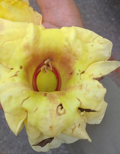 Markhamia stipulata, photograph 1