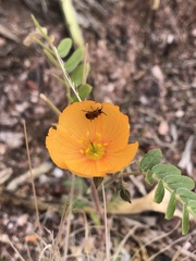 Kallstroemia californica