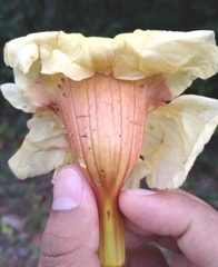 Markhamia stipulata, photograph (c) Utain Pummarin, some rights reserved (CC BY)