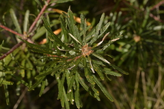 Banksia neoanglica