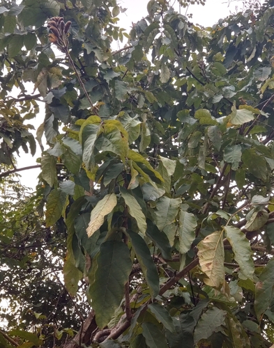 Markhamia stipulata, photograph 6