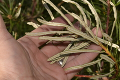 Banksia neoanglica