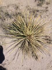 Yucca angustissima