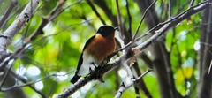 Ficedula mugimaki