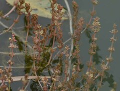 Myriophyllum verrucosum