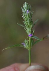 Rostellularia adscendens