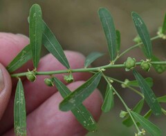 Phyllanthus maderaspatensis