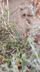 Hetrodes pupus