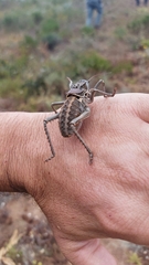 Hetrodes pupus