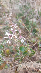 Pelargonium pinnatum