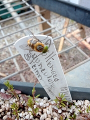 Scaptia
