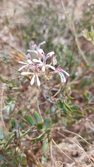 Pelargonium pinnatum