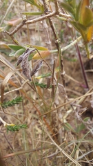 Pelargonium pinnatum