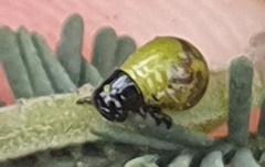 Calomela curtisi