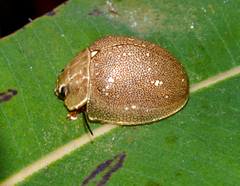 Paropsis lutea