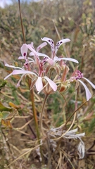 Pelargonium pinnatum