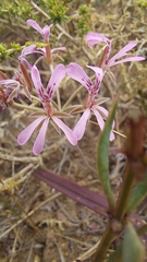 Pelargonium pinnatum