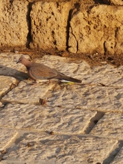 Streptopelia senegalensis