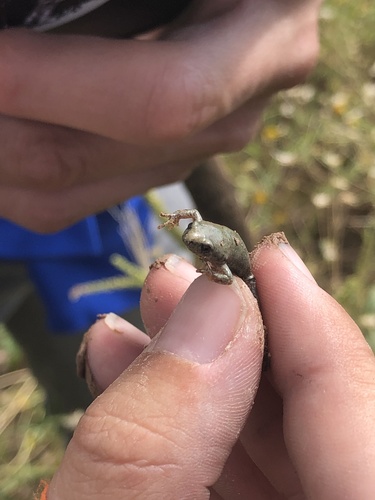 Western Narrow-mouthed Toad